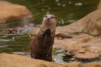 Картинка животные выдры +каланы +ондатры выдра