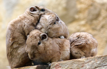 Картинка животные крысы +мыши зверьки