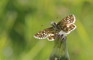 Картинка животные бабочки +мотыльки +моли бабочка