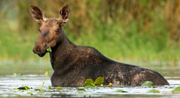 Картинка животные лоси сохатый