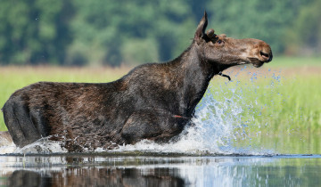 Картинка животные лоси сохатый