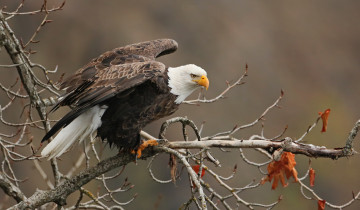 Картинка животные птицы+-+хищники орлан белоголовый