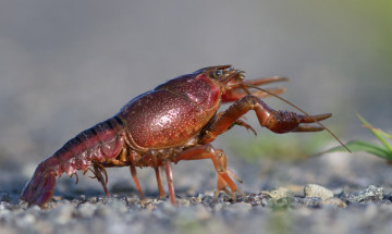 Картинка животные крабы +раки рак