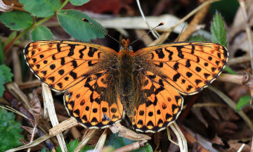 Картинка животные бабочки +мотыльки +моли бабочка