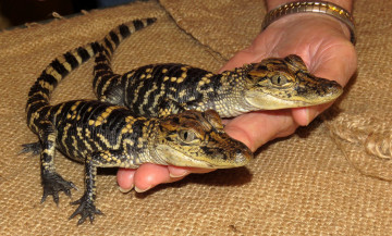 Картинка животные крокодилы крохи