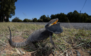 Картинка eastern+bearded+dragon животные Ящерицы +игуаны +вараны ящерица