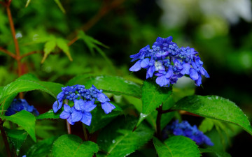 Картинка цветы гортензия соцветия листья макро