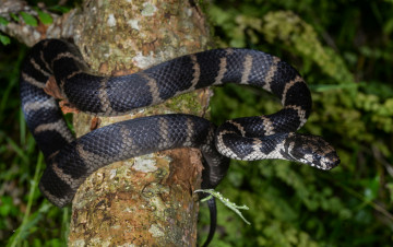 Картинка stephen`s+banded+snake животные змеи +питоны +кобры змея