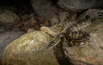 Картинка jungle+carpet+python животные змеи +питоны +кобры змея