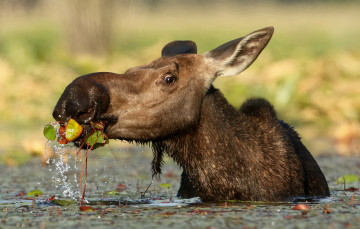 Картинка животные лоси сохатый
