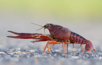 Картинка животные крабы +раки рак