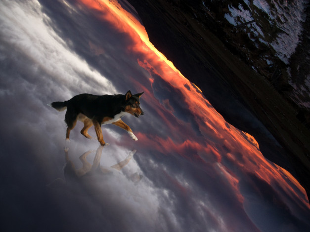 Обои картинки фото рисованное, животные,  собаки, собака, взгляд