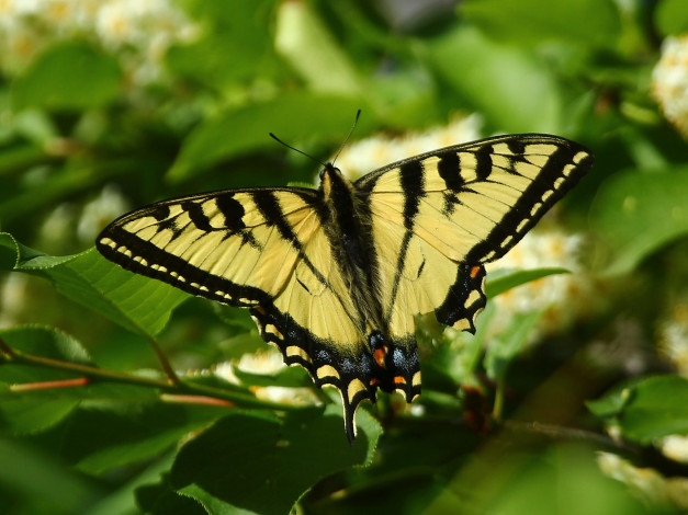 Обои картинки фото животные, бабочки,  мотыльки,  моли, бабочка