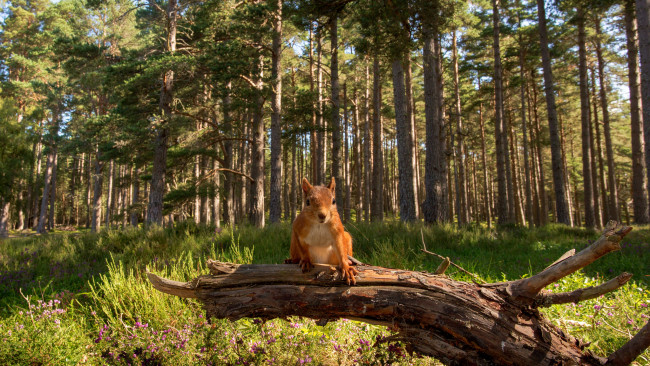 Обои картинки фото животные, белки, белка