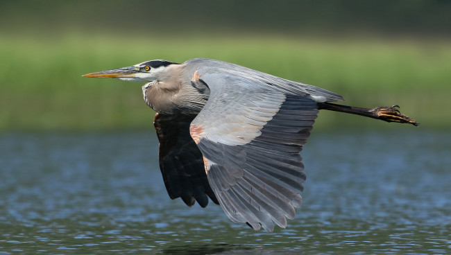 Обои картинки фото животные, цапли,  выпи, серая, цапля