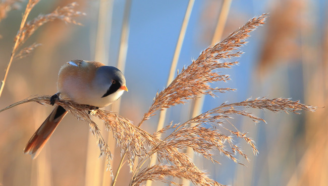 Обои картинки фото животные, птицы, птичка