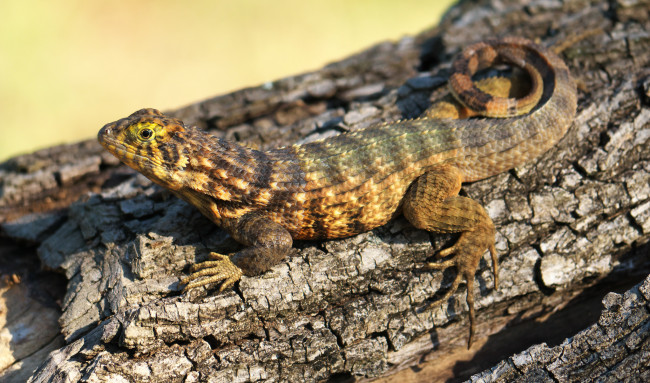 Обои картинки фото животные, Ящерицы,  игуаны,  вараны, ящерка