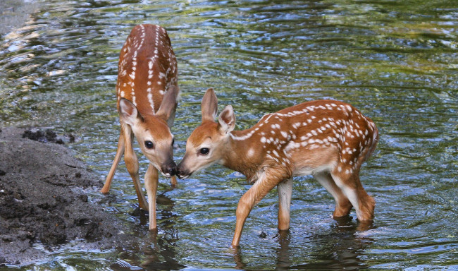 Обои картинки фото животные, олени, оленята