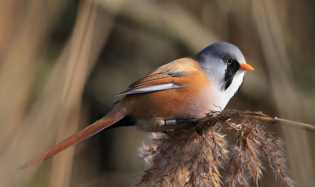 Обои картинки фото животные, птицы, птичка