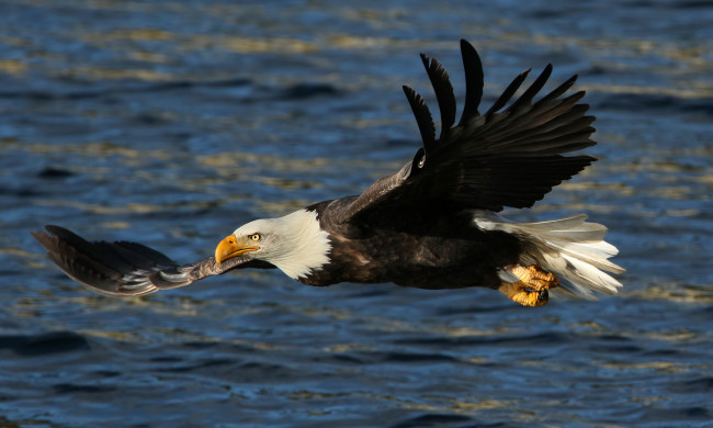 Обои картинки фото животные, птицы - хищники, белоголовый, орлан