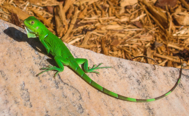 Обои картинки фото животные, Ящерицы,  игуаны,  вараны, ящерица