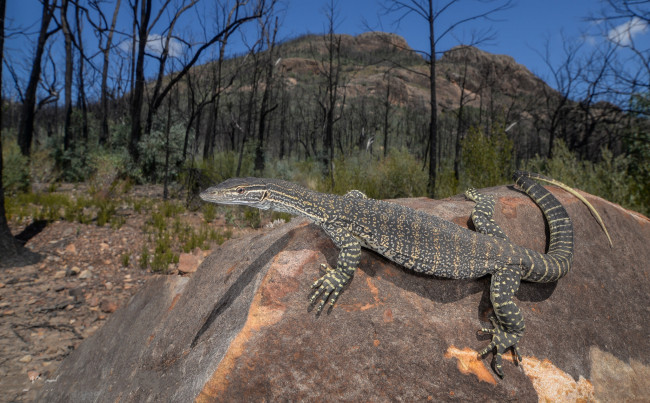 Обои картинки фото sand monitor, животные, Ящерицы,  игуаны,  вараны, варан
