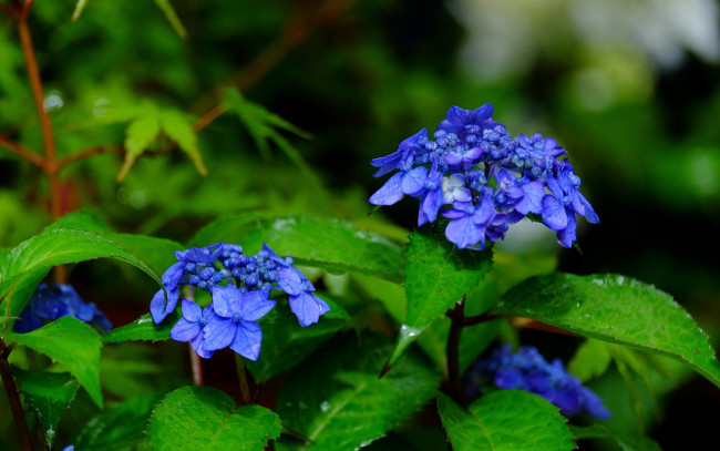 Обои картинки фото цветы, гортензия, соцветия, листья, макро