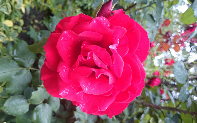 Обои картинки фото цветы, розы, макро