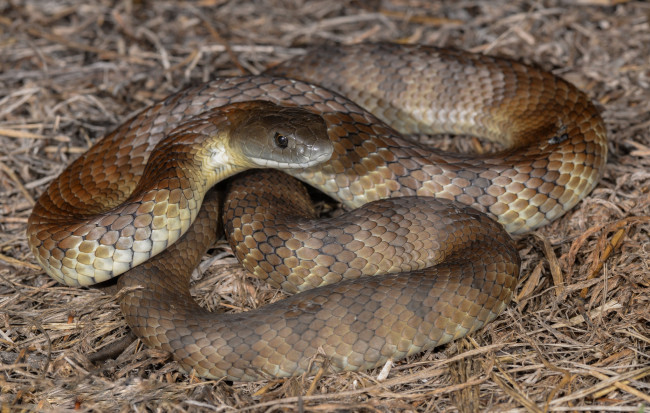 Обои картинки фото tiger snake, животные, змеи,  питоны,  кобры, змея