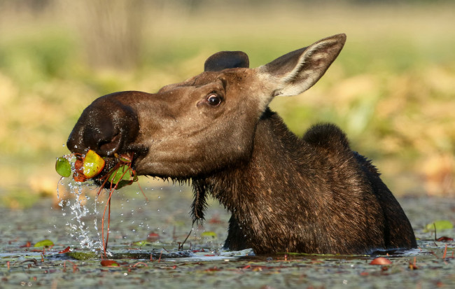 Обои картинки фото животные, лоси, сохатый