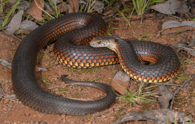 Обои картинки фото highland copperhead, животные, змеи,  питоны,  кобры, змея