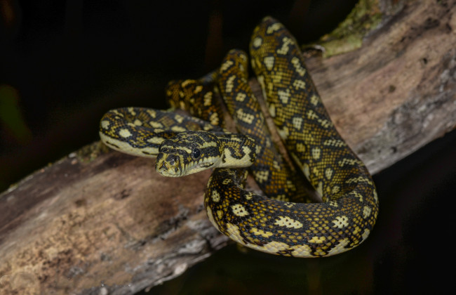 Обои картинки фото juvenile diamond python, животные, змеи,  питоны,  кобры, змея