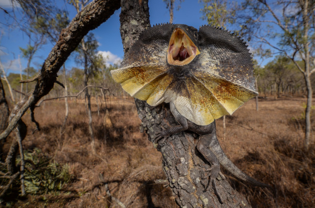 Обои картинки фото frilled-neck lizard, животные, Ящерицы,  игуаны,  вараны, ящерица