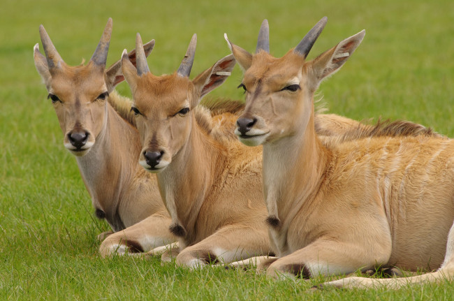 Обои картинки фото животные, антилопы