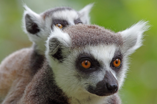 Обои картинки фото животные, лемуры, лемур
