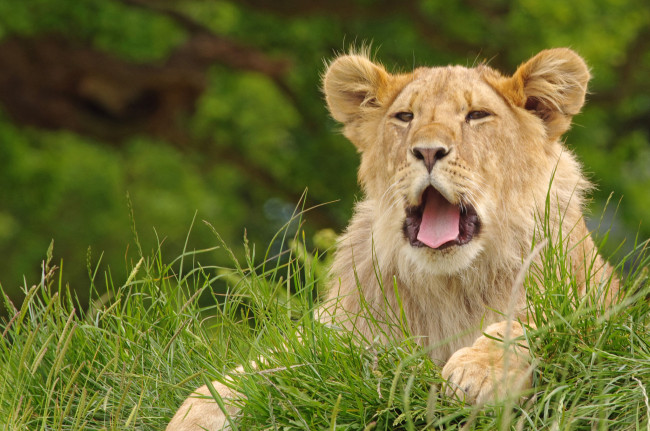 Обои картинки фото животные, львы, львица