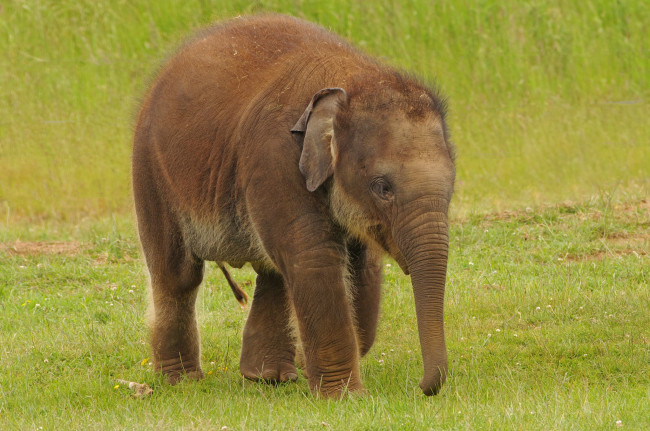 Обои картинки фото животные, слоны, слоненок