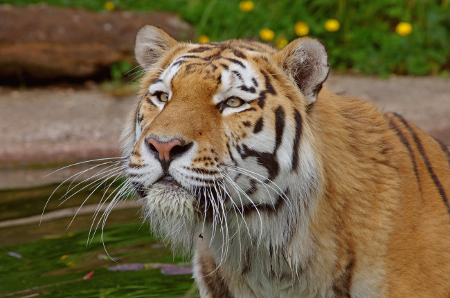 Обои картинки фото животные, тигры, тигр