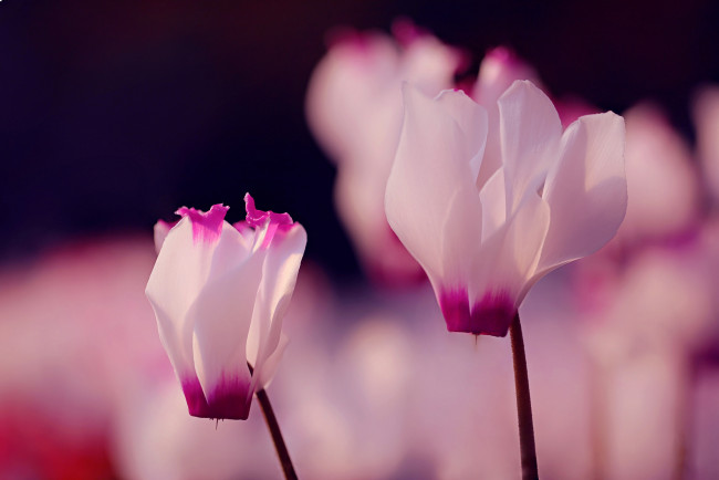 Обои картинки фото цветы, цикламены, нежность, розовые, фон, макро