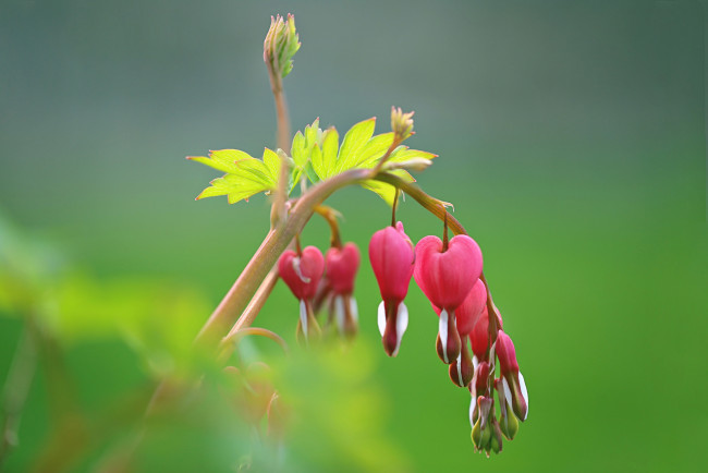 Обои картинки фото цветы, дицентра , разбитое сердце, разбитое, сердце, макро, боке, фон, веточка