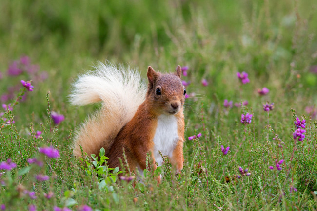 Обои картинки фото животные, белки, белка