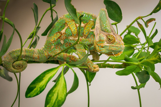 Обои картинки фото животные, хамелеоны, хамелеон
