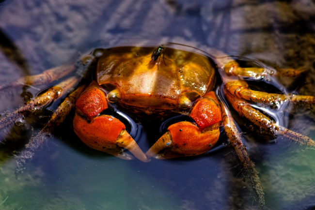 Обои картинки фото животные, крабы,  раки, краб