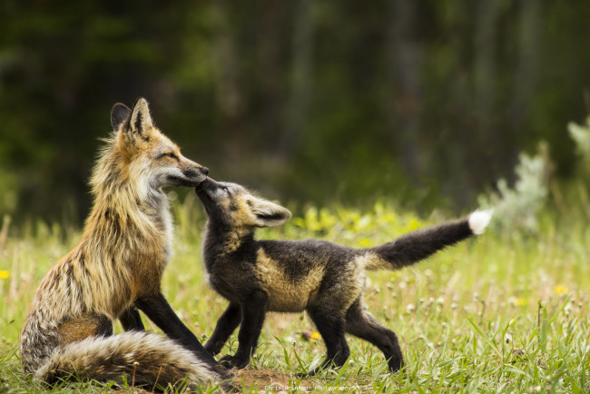 Обои картинки фото животные, лисы, лисенок, лиса