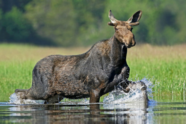 Обои картинки фото животные, лоси, сохатый