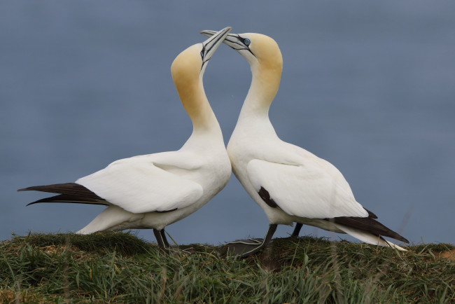 Обои картинки фото животные, олуши, пара