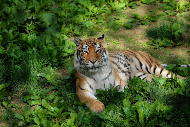 Обои картинки фото животные, тигры, тигр