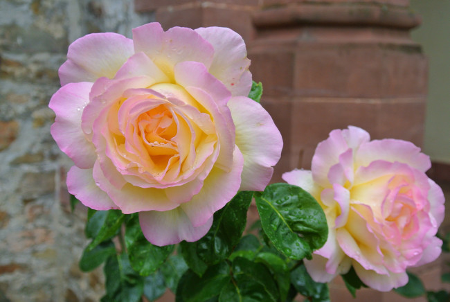 Обои картинки фото цветы, розы, бутоны, куст