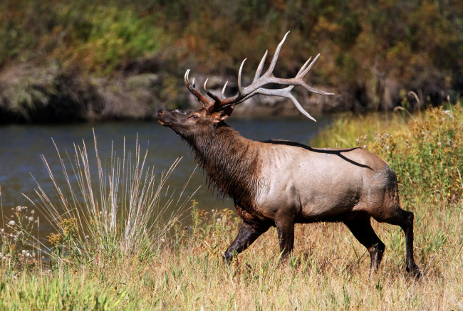 Обои картинки фото животные, олени, марал