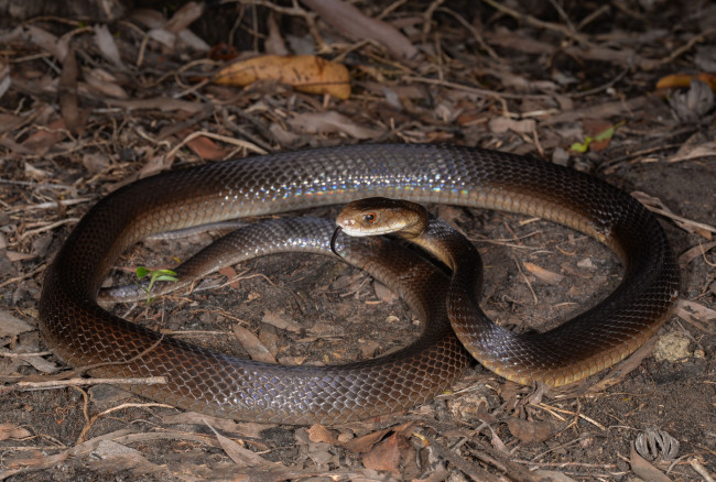 Обои картинки фото coastal taipan, животные, змеи,  питоны,  кобры, змея